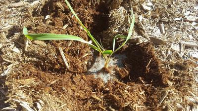 blade of grass growing right through