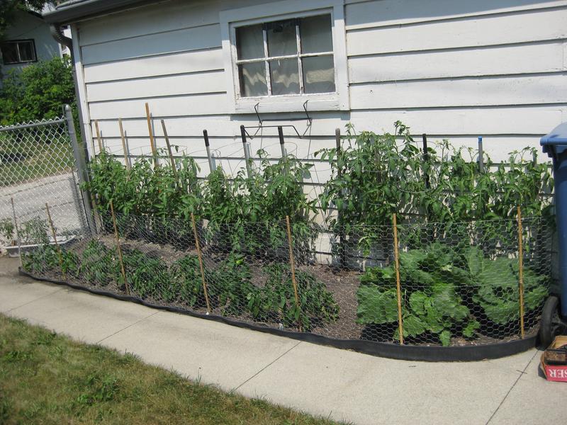 Metal Chickenwire protecting my vegetable garden from a wascally wabbit...