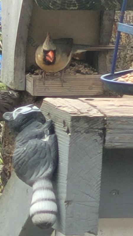 Photo - commentaire 5.