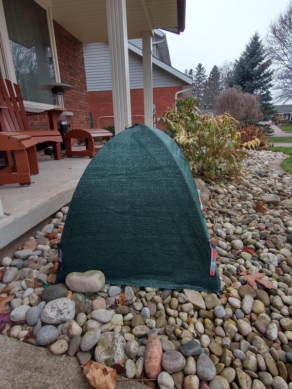 A miniature globe boxwood gets covered every year.