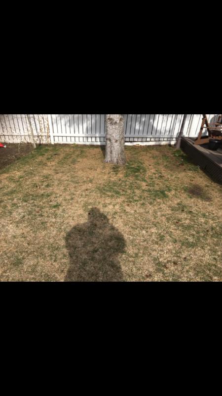 Dead and gone this spring