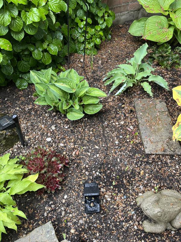 Photo - commentaire 2.