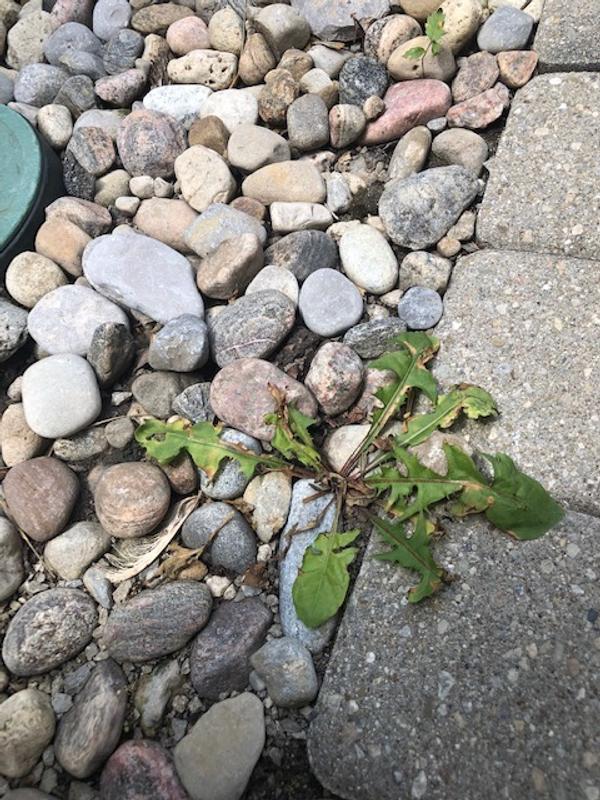 This is after 8 days from spraying