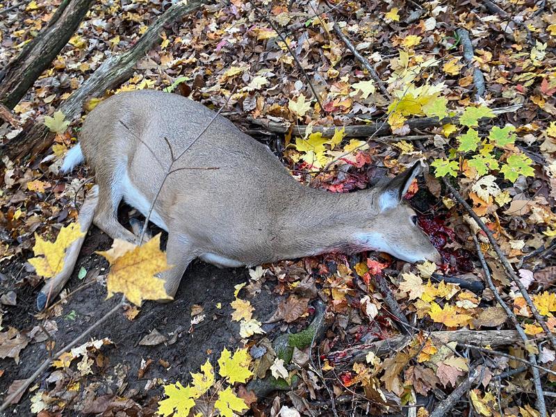 Buck Bomb Doe N Estrus Synthetic Hunting Urine Deer Attractant, 4