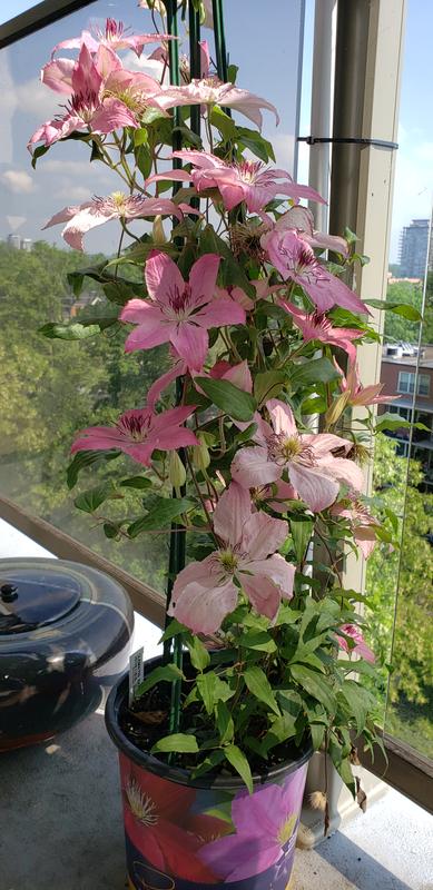 Pot with clematis