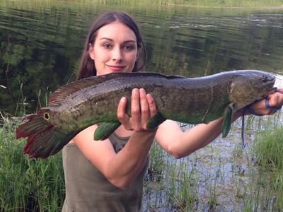27inch Bowfin caught on Bluefox Vibrax