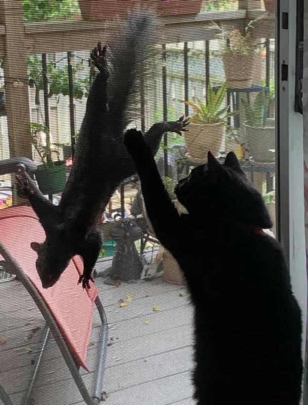 Photo - commentaire&nbsp;5.