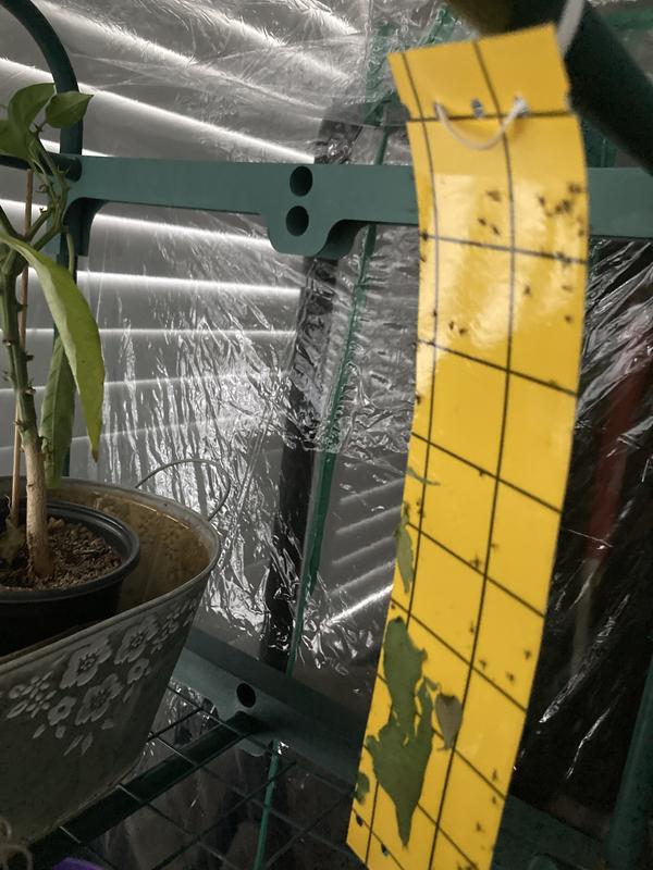 Our first 3 week harvest .