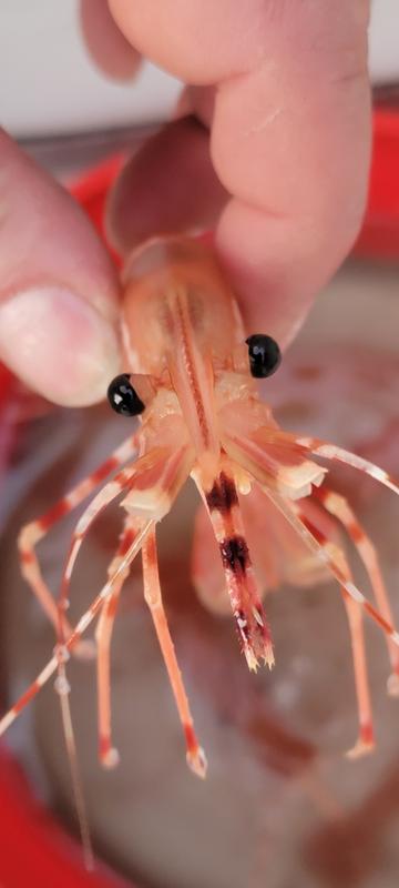 Spot prawn