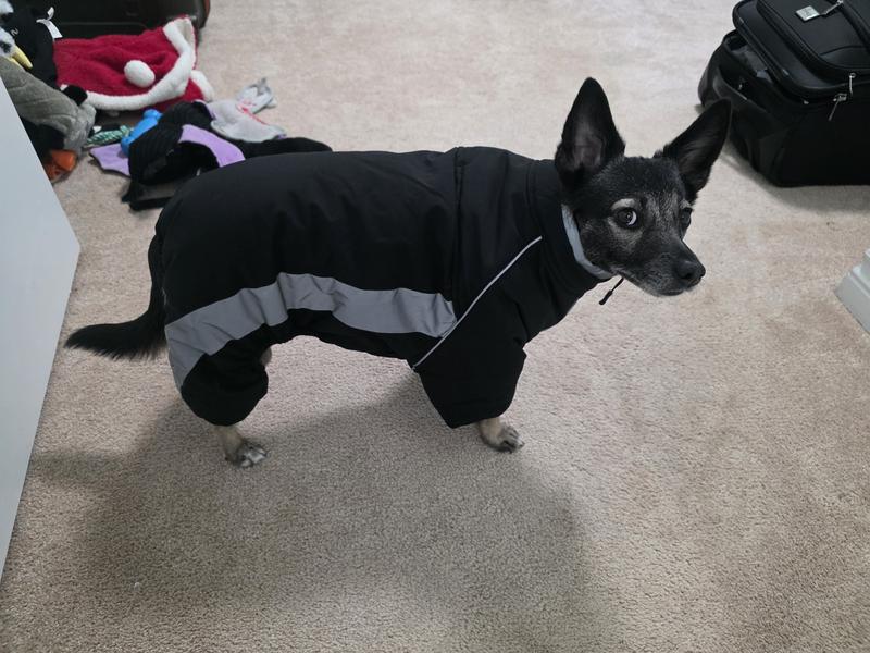 This is a medium, a bit too large for her 14 lb body