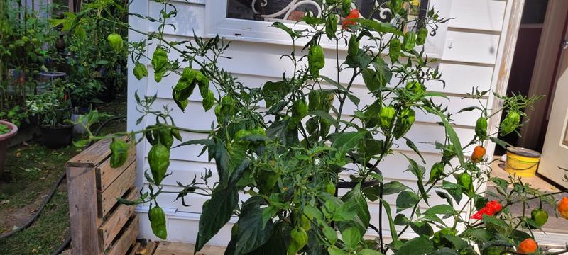 Photo - commentaire 3.