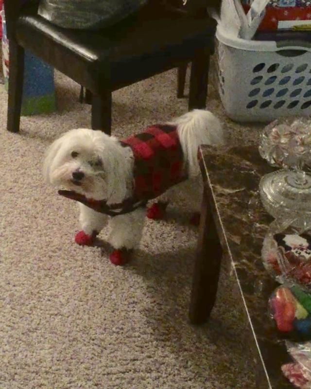 12 lb dog wearing coat