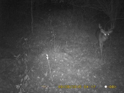 Another nice buck early fall 2015