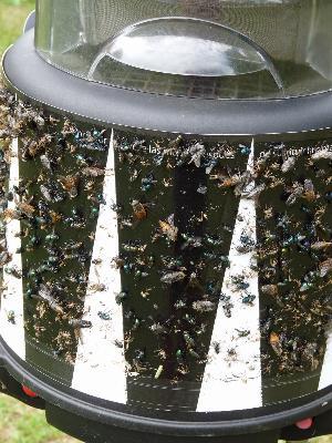 2nd Day of New SkeeterVac® Refill Sticky Trap