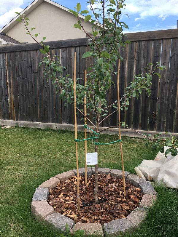 Photo - commentaire 1.