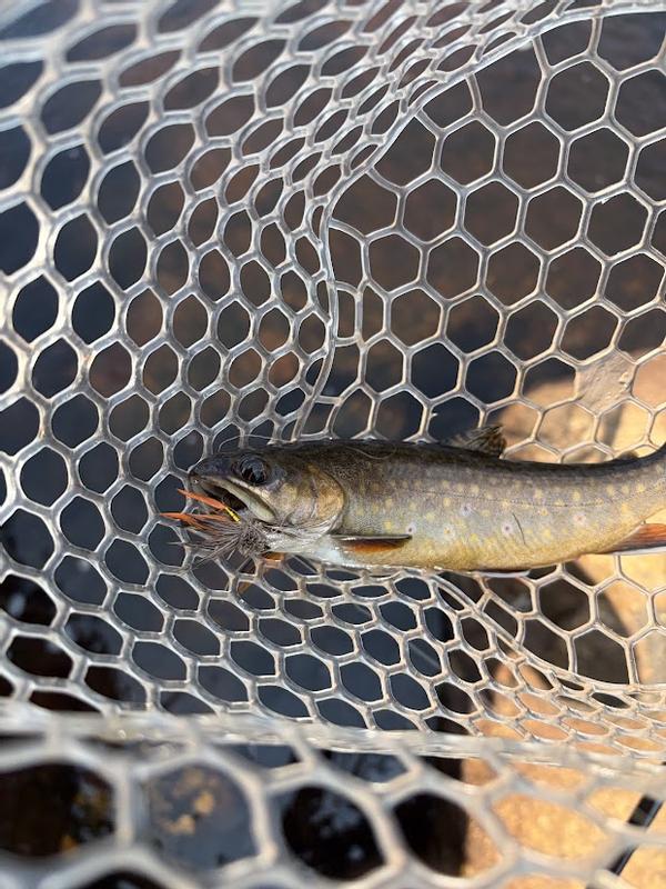 Oranger muddler on a trout