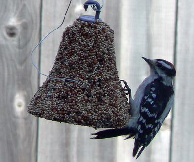 Woodpecker on seed bell
