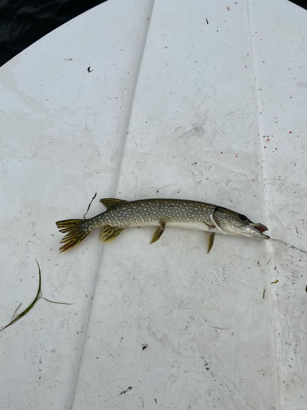 Photo - commentaire&nbsp;1.