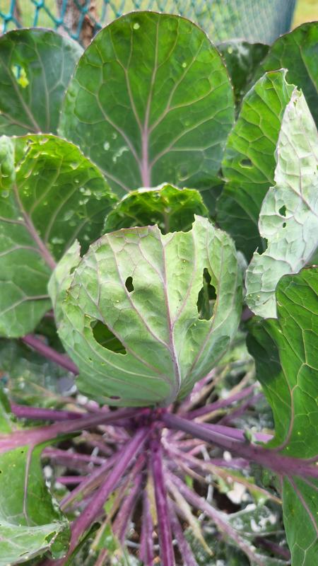 Photo - commentaire&nbsp;2.