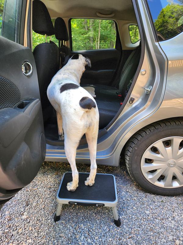 Sammy using the stool