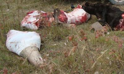 but the thigh (leg) fits nicely