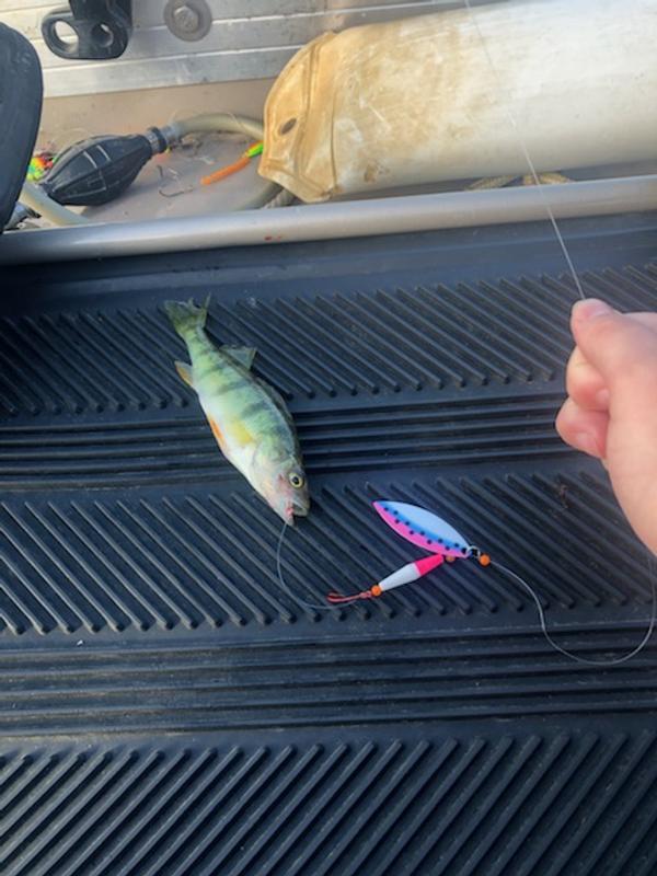 Summer 2020, it did not catch any walleye but a ton of pike