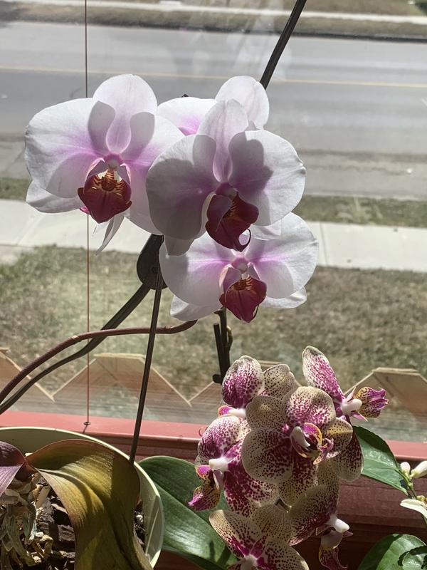 Photo - commentaire&nbsp;2.