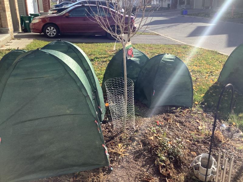 OK Bugs Bunny - I’m ready for you!