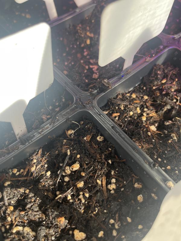 “Fungus” like shoots in most containers.