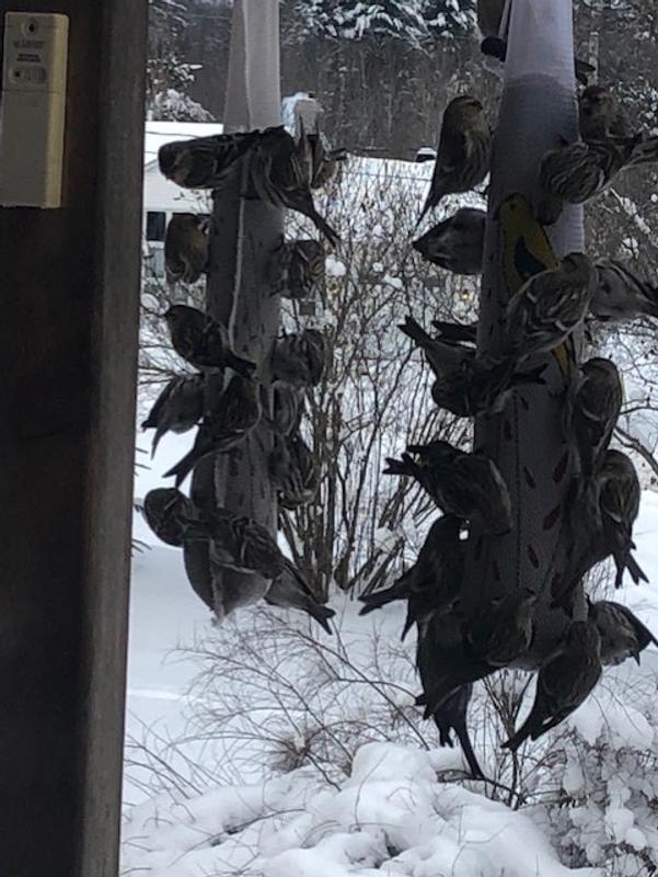 Looks like a stalk of brussel sprouts