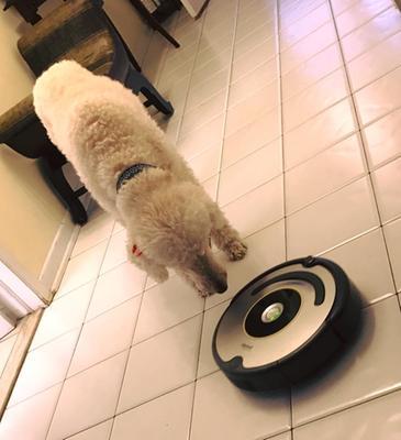 My dog really confused about this little one. Haha!