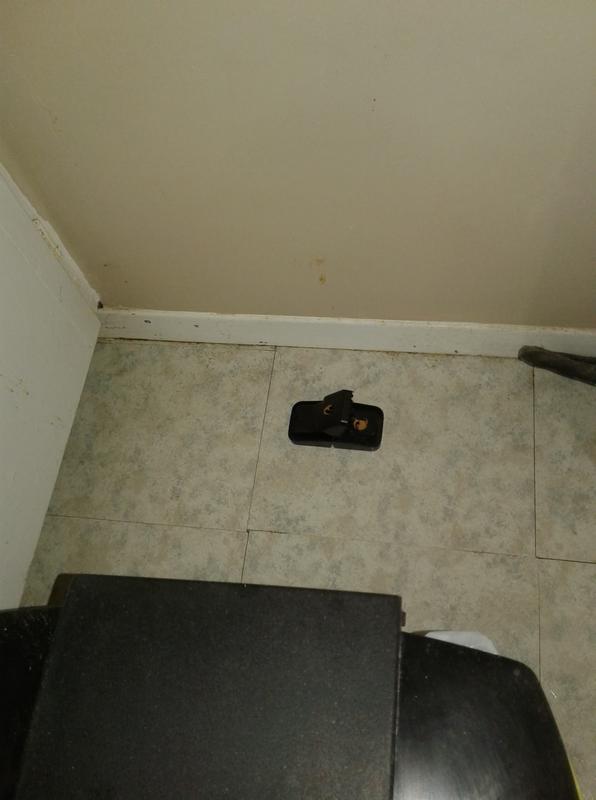 One mouse snap trap behind my Kitchen garbage can