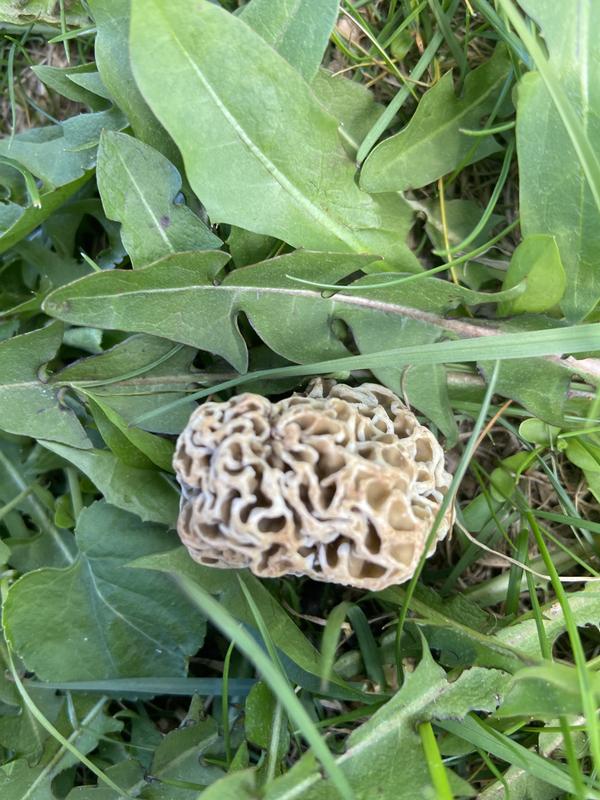 Got a morel