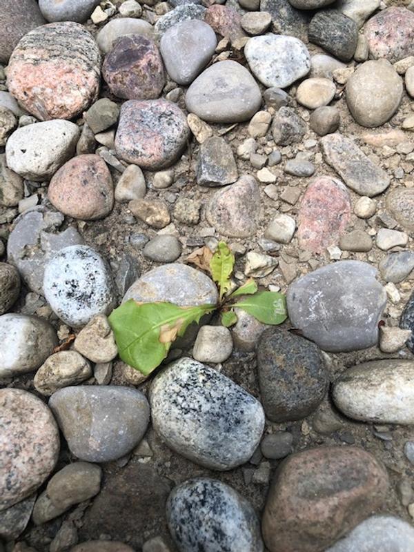 This is after 8 days from spraying