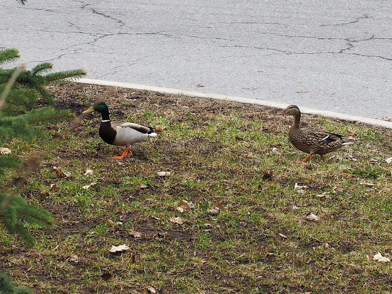 The ducks like them too but they prefer the Armstrong peanuts (out of the shell) and black oil sunflower seeds.