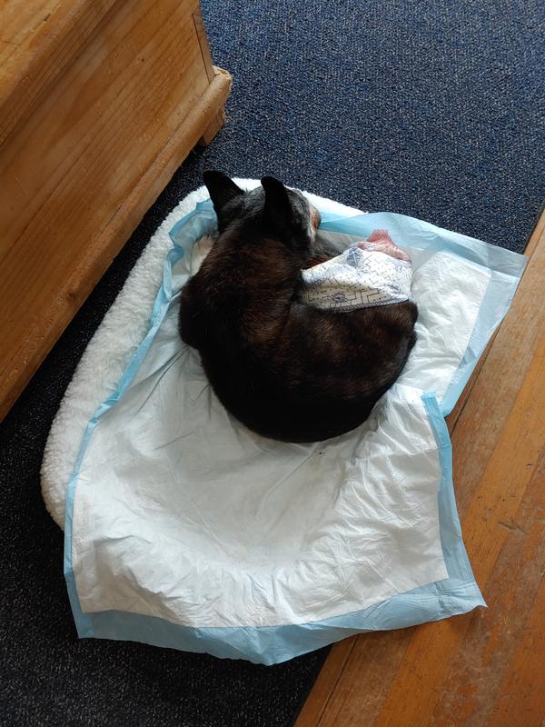 Photo - commentaire 3.