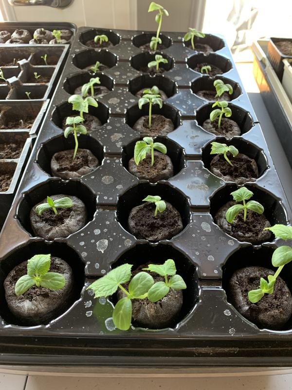 Photo - commentaire 8.