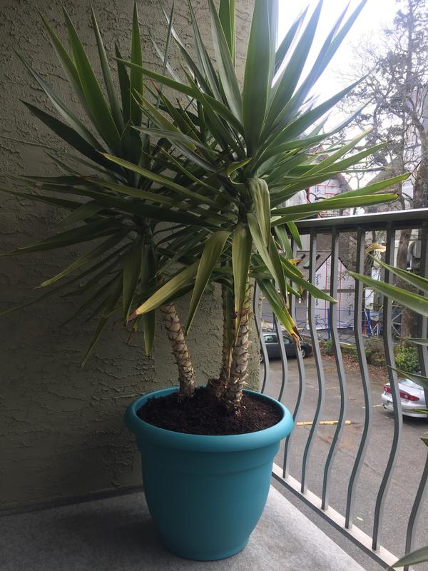 2 of the 3 palms I have were about 6" tall in their old pots and badly needed more room.