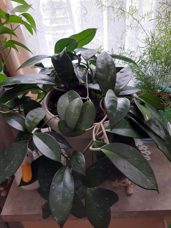 Photo - commentaire 8.