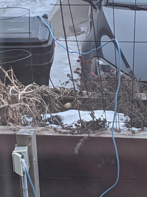 Takes the cold well!