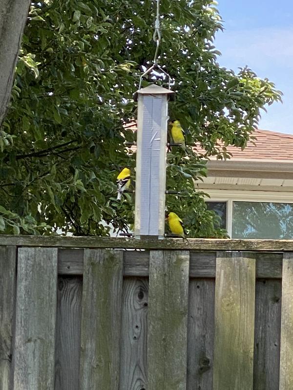 Photo - commentaire 7.