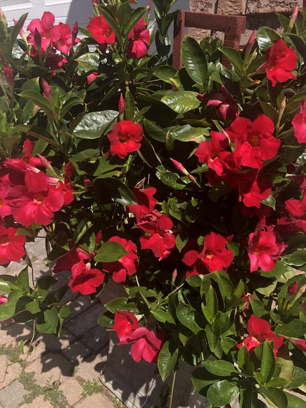 Photo - commentaire 5.