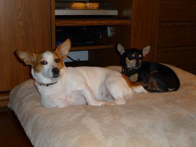 My babies love this bed!