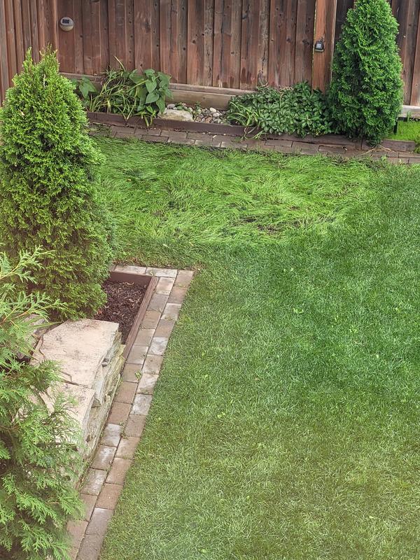 Grass grew extremely fast