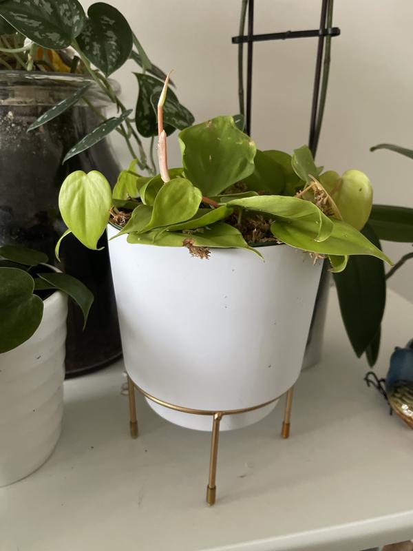 Photo - commentaire&nbsp;1.