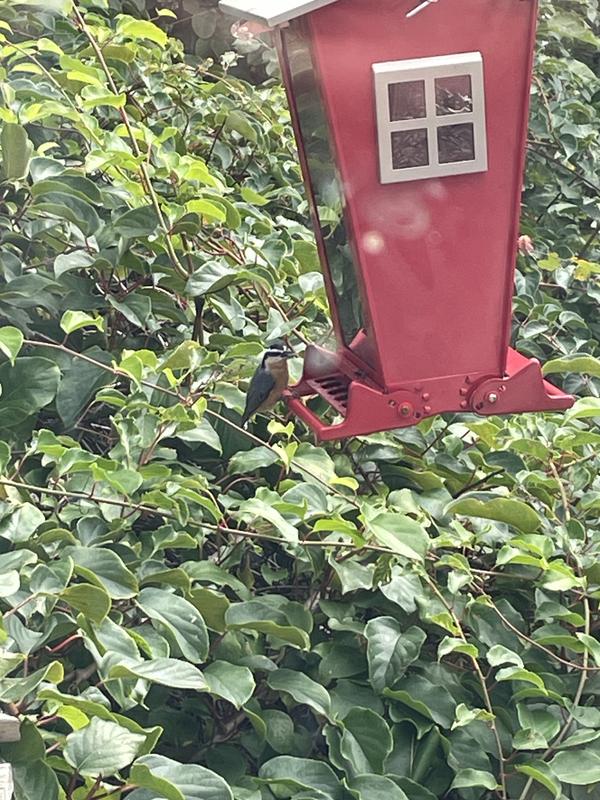 Small birds have no issues