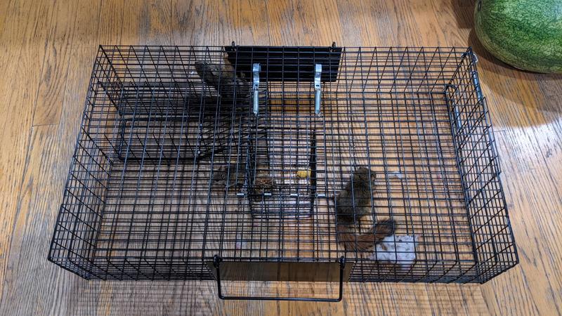 Mouse and 2 baby red squirrels