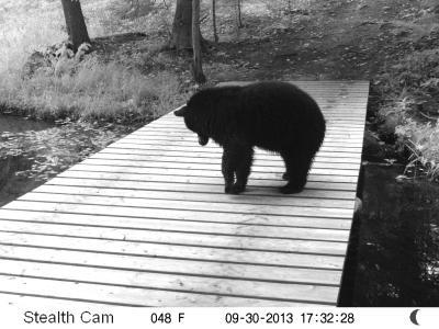 TrailCam Bear