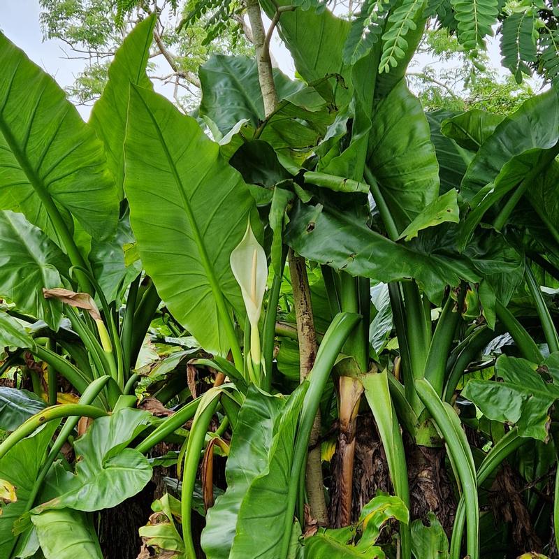 Plante avant utilisation