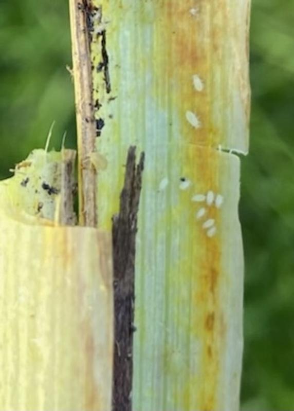 Photo - commentaire 1.